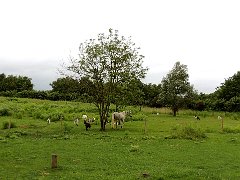DSCN3956