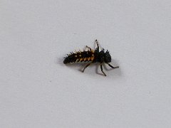 2011-05-06-