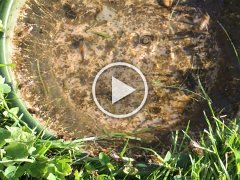 2016-07-10-abeilles-buvant-5