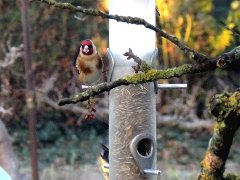 2013-02-11-chardonneret-elegant-1