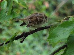 2015-07-27-vaires-moineau