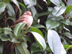 2016-01-18-3-moineau