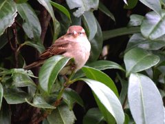 2016-01-18-4-moineau