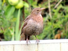 2016-07-12-merle-juvenile-2