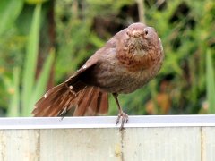 2016-07-12-merle-juvenile-3