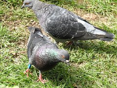 2017-09-01-pigeon-bague-1
