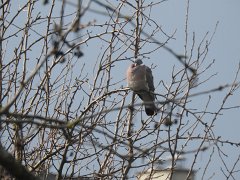 2018-02-27-pigeon-bizet-par-5-degres-1