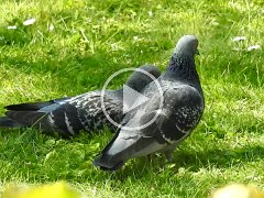 2020-04-08-pigeons