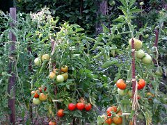 006-2003-07-tomates-3