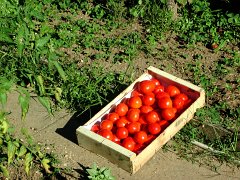 007-2003-07-tomates-2