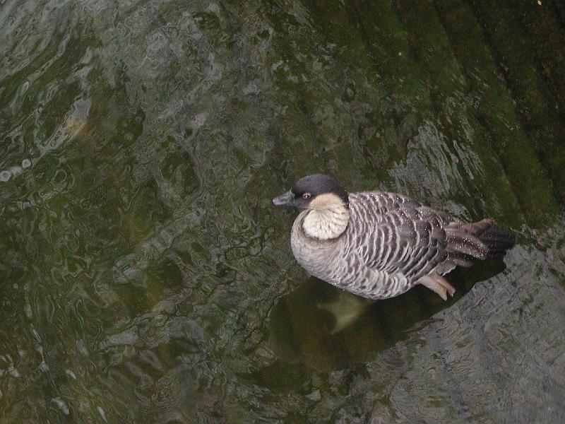 DSCN5453.JPG