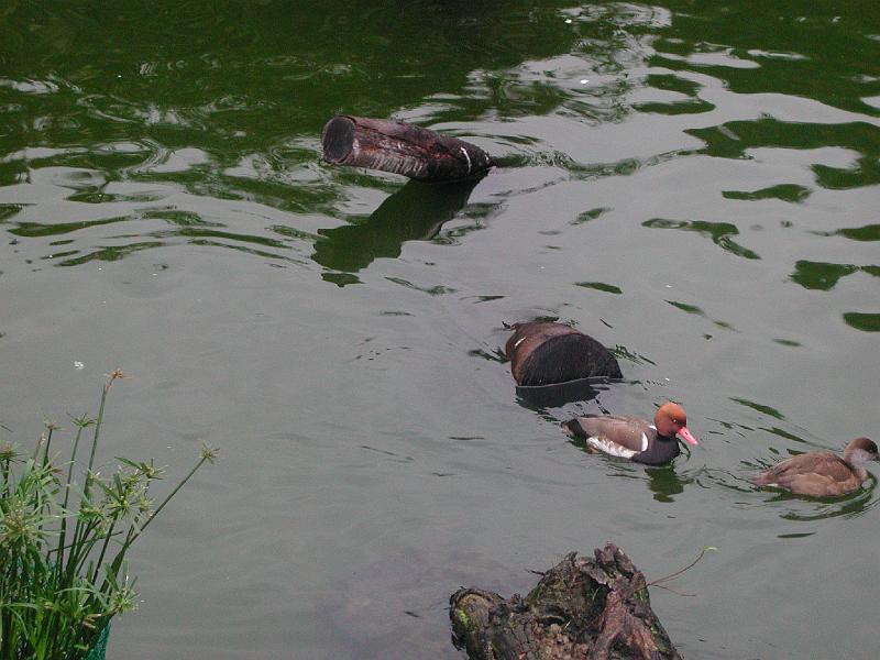 DSCN5454.JPG