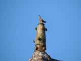 DSCN6058