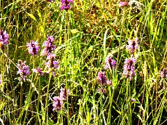 DSCN1181