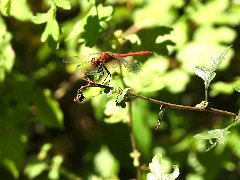 DSCN5778
