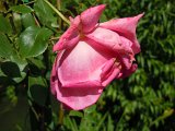 DSCN1609