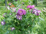 DSCN1637