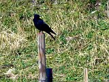 DSCN7164