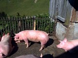 DSCN7194d