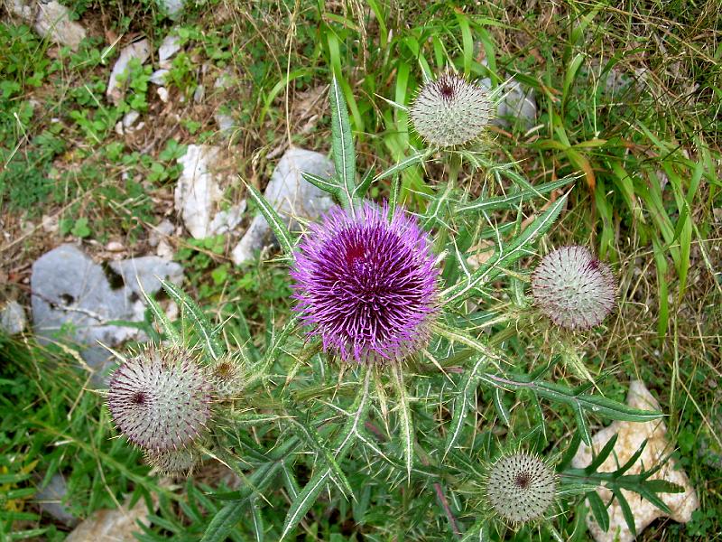 DSCN2727.JPG
