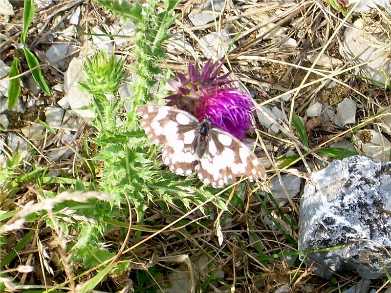 DSCN2772.JPG